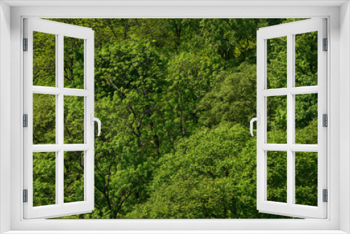Fototapeta Naklejka Na Ścianę Okno 3D - Green trees background. Natural wallpaper