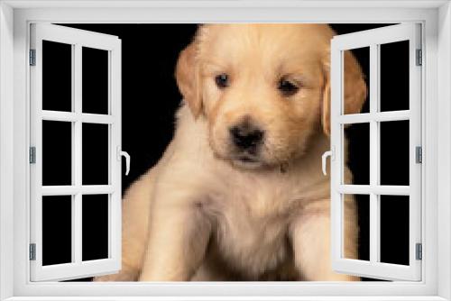 Fototapeta Naklejka Na Ścianę Okno 3D - golden retriever puppy