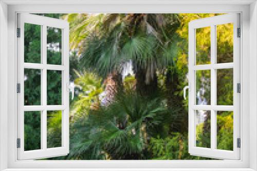 Fototapeta Naklejka Na Ścianę Okno 3D - Chamaerops humilis, variously called European fan palm or the Mediterranean dwarf palm. Recreation park at sunset.