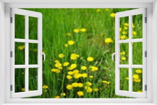 Fototapeta Naklejka Na Ścianę Okno 3D - Green grass and yellow dandelion flowers in spring field