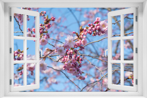 Fototapeta Naklejka Na Ścianę Okno 3D - Sakura tree during spring season, Cherry blossom bloom