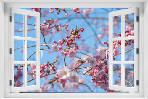Fototapeta Naklejka Na Ścianę Okno 3D - Sakura tree during spring season, Cherry blossom bloom