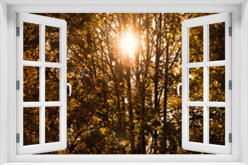 Fototapeta Naklejka Na Ścianę Okno 3D - sun shining through trees