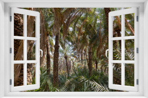 Fototapeta Naklejka Na Ścianę Okno 3D - Palm trees at the Al Ain Oasis in Abu Dhabi, UAE