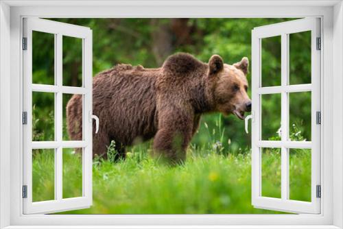 Fototapeta Naklejka Na Ścianę Okno 3D - Brown bear, ursus arctos, in the middle of grass meadow. Concept of animal family. Summer season. In the summer forest. Natural Habitat. Big brown bear. Dangerous animal in nature forest. Close up.