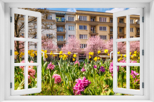Fototapeta Naklejka Na Ścianę Okno 3D - Urban spring landscape with flowering hyacinths and narcissus. City of Zilina, Slovakia, Europe.