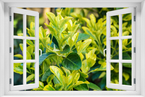Fototapeta Naklejka Na Ścianę Okno 3D - Euonymus japonicus Aureo-Marginata with variegated green-yellow leaves on blurred green background. Elegant background for natural design. Selective soft focus, place for text.