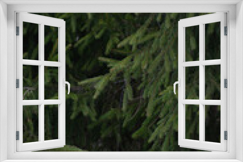 Fototapeta Naklejka Na Ścianę Okno 3D - Beautiful fir branches. spring forest