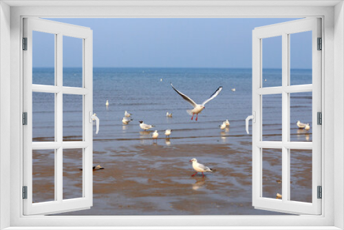 Fototapeta Naklejka Na Ścianę Okno 3D - Many seagulls are playing by the sea