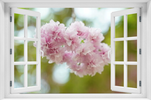 Fototapeta Naklejka Na Ścianę Okno 3D - close up of Cherry blossoms