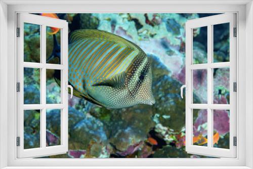 Fototapeta Naklejka Na Ścianę Okno 3D - Pesce chirurgo, Zebrasoma desjardinii, tra la barriera corallina