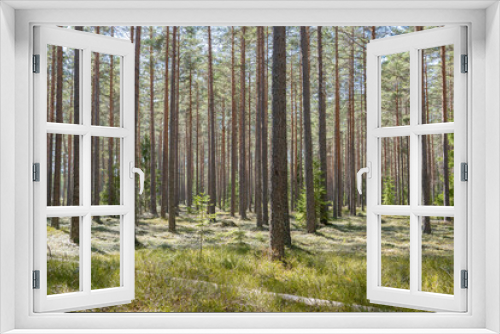 Fototapeta Naklejka Na Ścianę Okno 3D - Calmness and relaxation forest area in spring