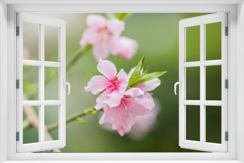 Fototapeta Naklejka Na Ścianę Okno 3D - beautiful pink flower in spring