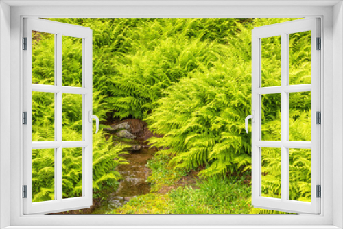 Fototapeta Naklejka Na Ścianę Okno 3D - Small creek and fern shrubbery