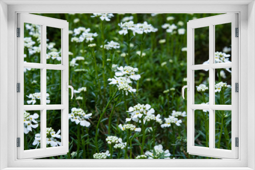 Fototapeta Naklejka Na Ścianę Okno 3D - Spring flowers series: White Spiraea alpine spring flower blossoming