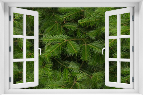 Fototapeta Naklejka Na Ścianę Okno 3D - pine needles, seamless forest textures. 