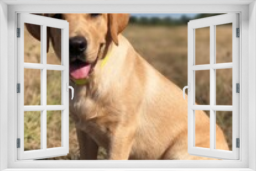 Fototapeta Naklejka Na Ścianę Okno 3D - golden retriever puppy