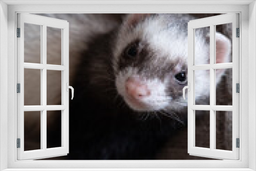 Fototapeta Naklejka Na Ścianę Okno 3D - Domestic ferret look up concept. Exotic pet care concept. Isolated on background