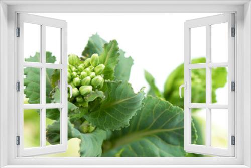 Fototapeta Naklejka Na Ścianę Okno 3D - Unopened buds of kale or cabbage flowers on a white background with space for text.