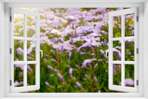 Fototapeta Naklejka Na Ścianę Okno 3D - beautiful spring flowers in the meadow