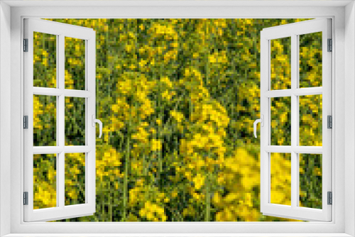 Fototapeta Naklejka Na Ścianę Okno 3D - Flowering rapeseed , canola or colza. Yellow flowers of Brassica Napus. Blooming rapeseed. Plant for green energy and oil industry. Biodiesel.