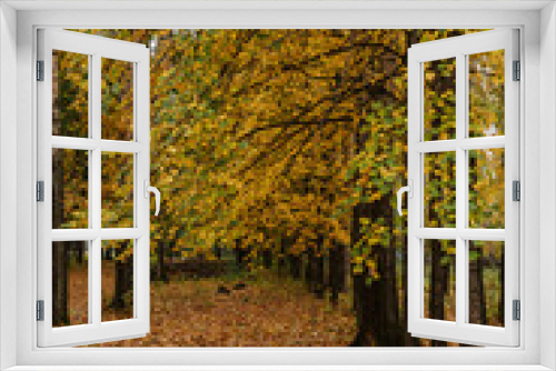 Fototapeta Naklejka Na Ścianę Okno 3D - Autumn weather in city park. Forest with yellow leaves in gloomy silence. Dark trunks and branches of trees after rain. Land under golden carpet of dry plants.