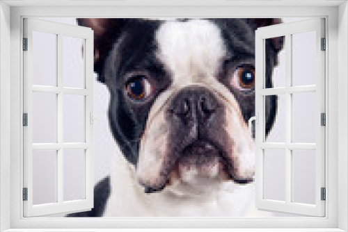 Fototapeta Naklejka Na Ścianę Okno 3D - Boston terrier portrait
