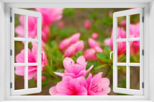 Fototapeta Naklejka Na Ścianę Okno 3D - 公園に咲く満開のピンクの躑躅の花