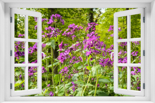 Fototapeta Naklejka Na Ścianę Okno 3D - Die attraktiven Blüten des einjährigen Silberblatts, das Vorkommen auf Wiesen, Balkonen und Gärten sind ein Blickfang. Die Pflanze (Neophyt) ist wegen ihrem Nektar und Pollen wertvoll für Wildbienen.