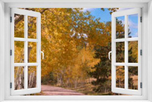 Fototapeta Naklejka Na Ścianę Okno 3D - Autumn Aspen Dirt Road.
