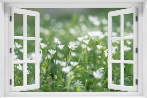 Fototapeta Naklejka Na Ścianę Okno 3D - white flowers greater stitchwort selective focus