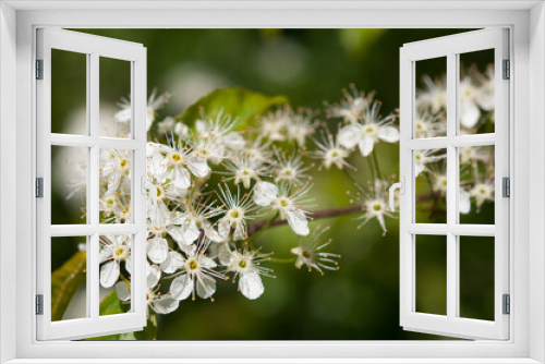 Fototapeta Naklejka Na Ścianę Okno 3D - blossoming tree