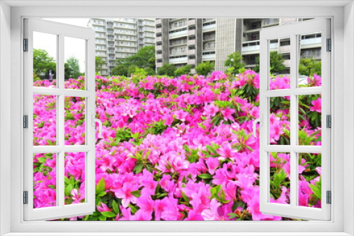 Fototapeta Naklejka Na Ścianę Okno 3D - 雨の日の躑躅咲く生垣とマンション風景