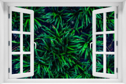 Fototapeta Naklejka Na Ścianę Okno 3D - Green grass bush or lawn in dark forest for background textured.