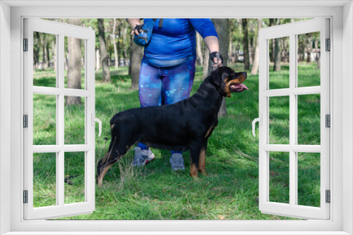 Fototapeta Naklejka Na Ścianę Okno 3D - A woman in a blue sports uniform and a black dog standing on the green grass. A handler and a female Rottweiler standing on a stand. Side view. Pets.
