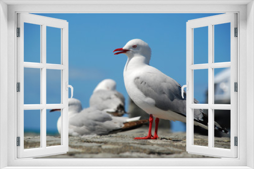 Fototapeta Naklejka Na Ścianę Okno 3D - Sea Gulls