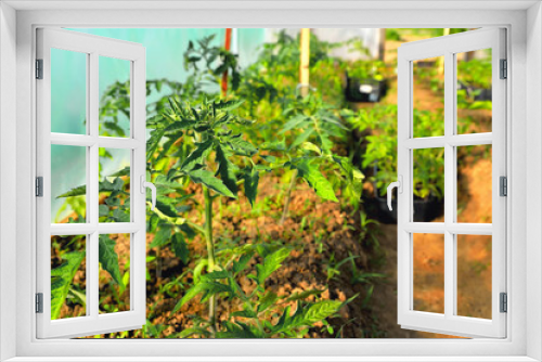 Fototapeta Naklejka Na Ścianę Okno 3D - Young tomato seedlings grow in a greenhouse in spring, sunlight, selective focus