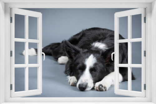 Fototapeta Naklejka Na Ścianę Okno 3D - Black and white border collie puppy lying down