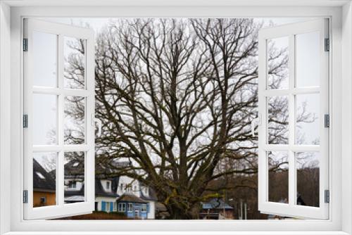 Fototapeta Naklejka Na Ścianę Okno 3D - Old giant oak - Alter Eichenriese