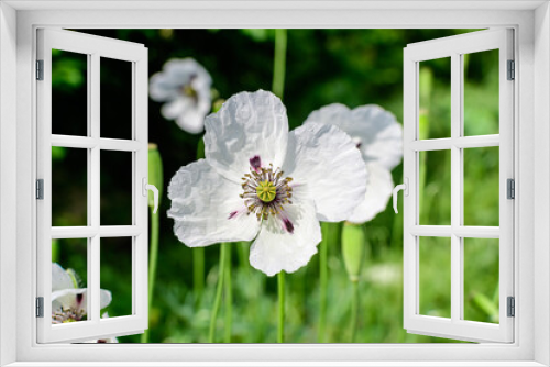 Fototapeta Naklejka Na Ścianę Okno 3D - One white poppy flower with small water drops and blurred green grass in a sunny summer garden, beautiful outdoor floral background photographed with soft focus.