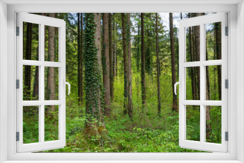 Fototapeta Naklejka Na Ścianę Okno 3D - Waldstück
