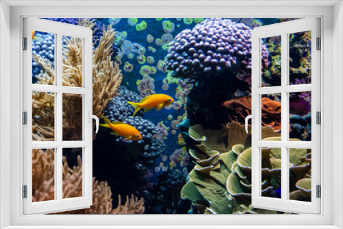 Fototapeta Naklejka Na Ścianę Okno 3D - Tropical fishes in blue water with coral reef