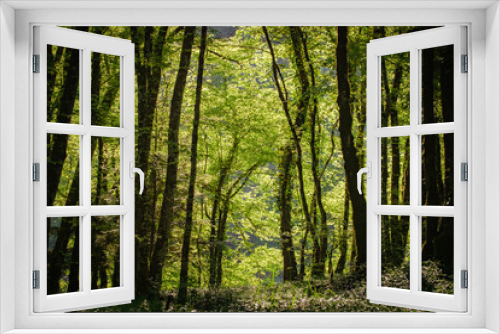 Fototapeta Naklejka Na Ścianę Okno 3D - les sous bois d'une forêt verdoyante et ensoleillée