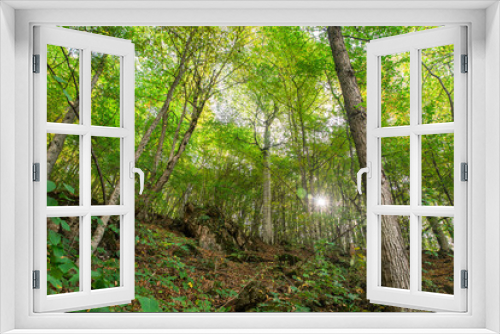 Fototapeta Naklejka Na Ścianę Okno 3D - The beautiful landscape of the forest trees