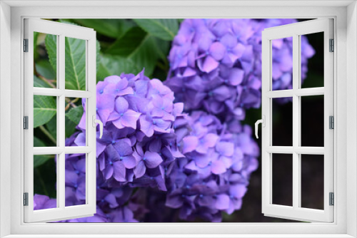 Fototapeta Naklejka Na Ścianę Okno 3D - Beautiful Purple Hydrangea - Close up, Chic Image