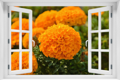 Fototapeta Naklejka Na Ścianę Okno 3D - Globular yellow flowers of Tagetes or Marigold close-up in a flower bed in the garden against the background of green grass