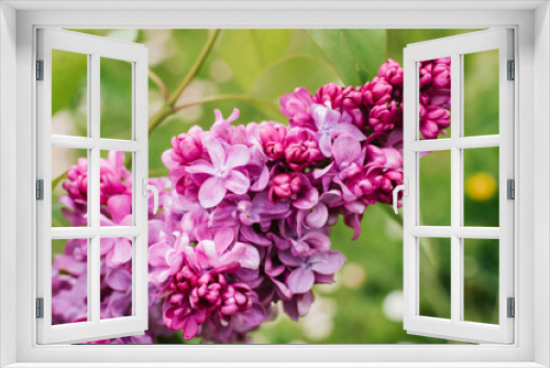 Fototapeta Naklejka Na Ścianę Okno 3D - Flowering branch of lilac spring in the garden