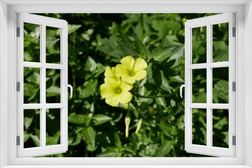 Fototapeta Naklejka Na Ścianę Okno 3D - Small yellow annual flowers on a background of green grass on a sunny spring day. Beautiful fragrant buds and flowers of oxalis under the open sky.
