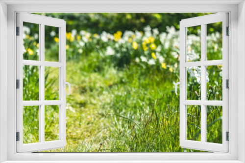 Fototapeta Naklejka Na Ścianę Okno 3D - Spring bloom, with beautiful natural light, during perfect day, saturated colors, backgrounds, plants nature, blooming trees.