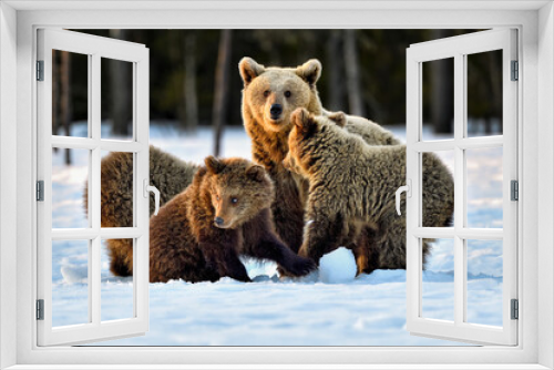 Fototapeta Naklejka Na Ścianę Okno 3D - Early morning bear family meeting at sunrise.  🐻🐾